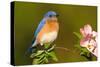 Eastern Bluebird Male-null-Stretched Canvas
