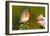 Eastern Bluebird Male-null-Framed Photographic Print