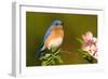 Eastern Bluebird Male-null-Framed Photographic Print