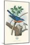 Eastern Bluebird Nest and Eggs-null-Mounted Art Print