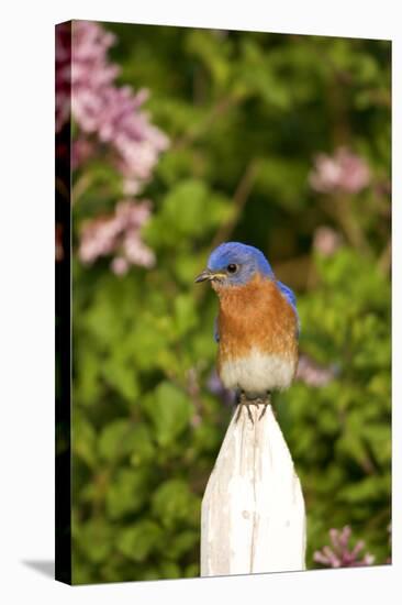 Eastern Bluebird on Picket Fence, Marion, Illinois, Usa-Richard ans Susan Day-Stretched Canvas