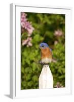 Eastern Bluebird on Picket Fence, Marion, Illinois, Usa-Richard ans Susan Day-Framed Photographic Print