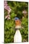 Eastern Bluebird on Picket Fence, Marion, Illinois, Usa-Richard ans Susan Day-Mounted Photographic Print