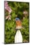 Eastern Bluebird on Picket Fence, Marion, Illinois, Usa-Richard ans Susan Day-Mounted Photographic Print