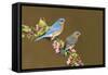 Eastern Bluebird Pair-null-Framed Stretched Canvas