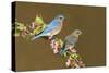 Eastern Bluebird Pair-null-Stretched Canvas