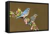 Eastern Bluebird Pair-null-Framed Stretched Canvas