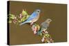 Eastern Bluebird Pair-null-Stretched Canvas