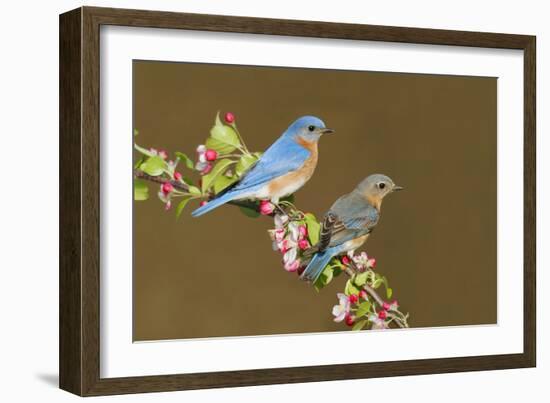 Eastern Bluebird Pair-null-Framed Photographic Print