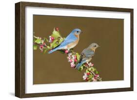Eastern Bluebird Pair-null-Framed Photographic Print
