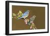 Eastern Bluebird Pair-null-Framed Photographic Print