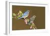 Eastern Bluebird Pair-null-Framed Photographic Print