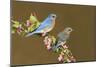Eastern Bluebird Pair-null-Mounted Photographic Print
