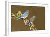 Eastern Bluebird Pair-null-Framed Photographic Print