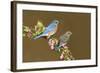 Eastern Bluebird Pair-null-Framed Photographic Print