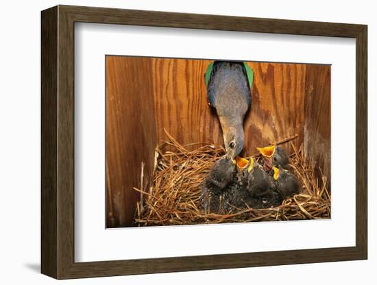 Eastern Bluebird (Sialia sialis) adult female feeding young in nestbox, Ohio, USA-S & D & K Maslowski-Framed Photographic Print