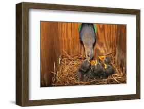 Eastern Bluebird (Sialia sialis) adult female feeding young in nestbox, Ohio, USA-S & D & K Maslowski-Framed Photographic Print