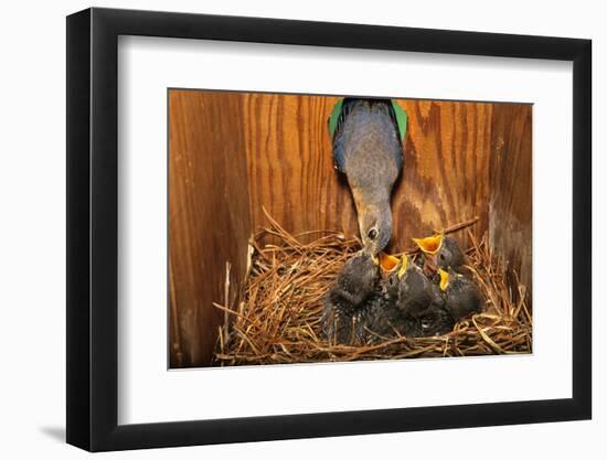 Eastern Bluebird (Sialia sialis) adult female feeding young in nestbox, Ohio, USA-S & D & K Maslowski-Framed Photographic Print