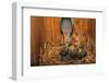 Eastern Bluebird (Sialia sialis) adult female feeding young in nestbox, Ohio, USA-S & D & K Maslowski-Framed Photographic Print