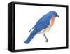 Eastern Bluebird (Sialia Sialis), Birds-Encyclopaedia Britannica-Framed Stretched Canvas