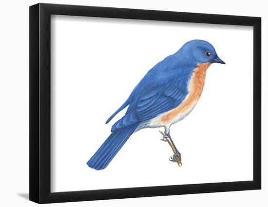 Eastern Bluebird (Sialia Sialis), Birds-Encyclopaedia Britannica-Framed Poster