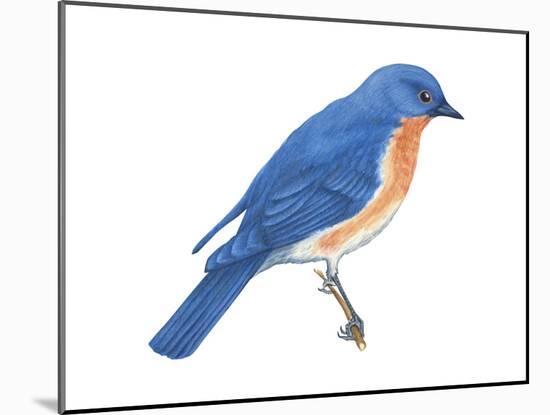 Eastern Bluebird (Sialia Sialis), Birds-Encyclopaedia Britannica-Mounted Poster