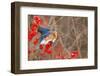 Eastern bluebird spreading wings for balance, New York-Marie Read-Framed Photographic Print