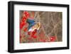 Eastern bluebird spreading wings for balance, New York-Marie Read-Framed Photographic Print