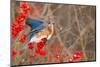 Eastern bluebird spreading wings for balance, New York-Marie Read-Mounted Photographic Print