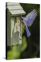 Eastern Bluebird-Gary Carter-Stretched Canvas