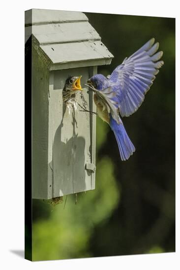 Eastern Bluebird-Gary Carter-Stretched Canvas