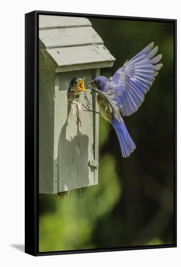 Eastern Bluebird-Gary Carter-Framed Stretched Canvas