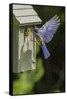 Eastern Bluebird-Gary Carter-Framed Stretched Canvas