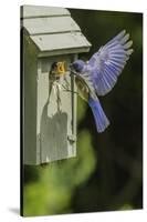 Eastern Bluebird-Gary Carter-Stretched Canvas