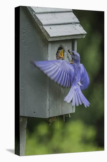 Eastern Bluebird-Gary Carter-Stretched Canvas