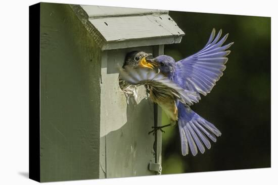 Eastern Bluebird-Gary Carter-Stretched Canvas