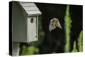 Eastern Bluebird-Gary Carter-Stretched Canvas