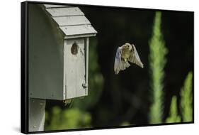 Eastern Bluebird-Gary Carter-Framed Stretched Canvas