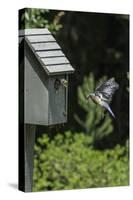 Eastern Bluebird-Gary Carter-Stretched Canvas