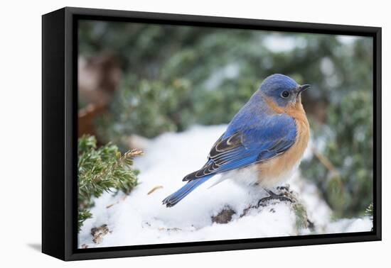 Eastern Bluebird-Gary Carter-Framed Stretched Canvas