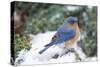 Eastern Bluebird-Gary Carter-Stretched Canvas