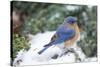 Eastern Bluebird-Gary Carter-Stretched Canvas