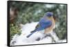 Eastern Bluebird-Gary Carter-Framed Stretched Canvas