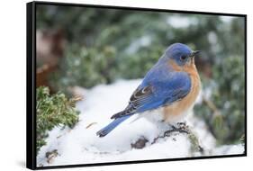 Eastern Bluebird-Gary Carter-Framed Stretched Canvas