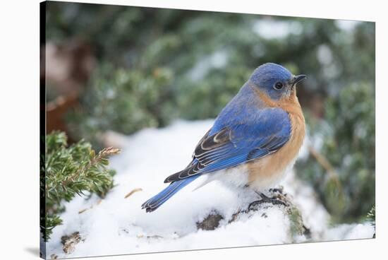 Eastern Bluebird-Gary Carter-Stretched Canvas