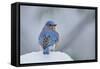 Eastern Bluebird-Gary Carter-Framed Stretched Canvas