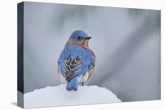 Eastern Bluebird-Gary Carter-Stretched Canvas