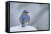 Eastern Bluebird-Gary Carter-Framed Stretched Canvas