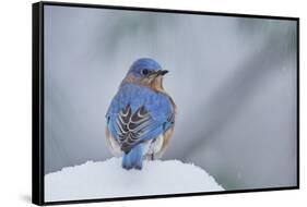 Eastern Bluebird-Gary Carter-Framed Stretched Canvas