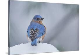 Eastern Bluebird-Gary Carter-Stretched Canvas